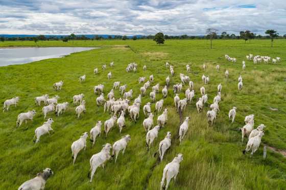 Mato Grosso se destaca como um estado agropecuário e tem mais de 30 milhões de cabeças de gado