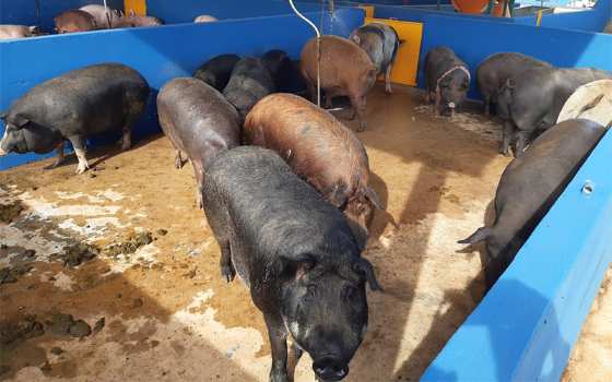 Porco caipira na feira livre