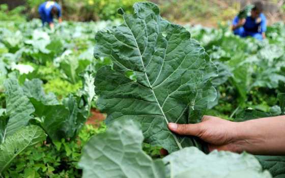 Agricultura familiar