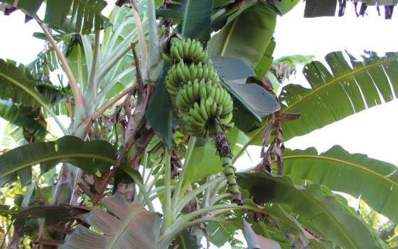 bananeira