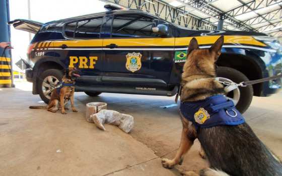 cães prf