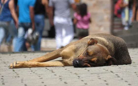 animais de rua
