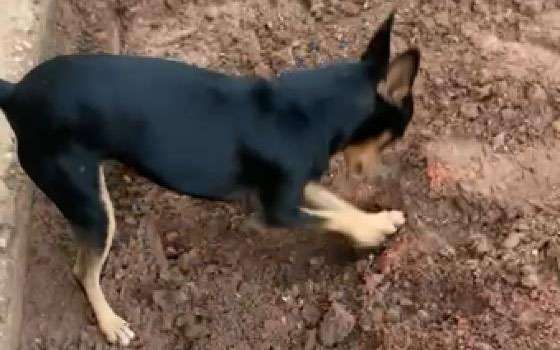 pinscher dedo duro 