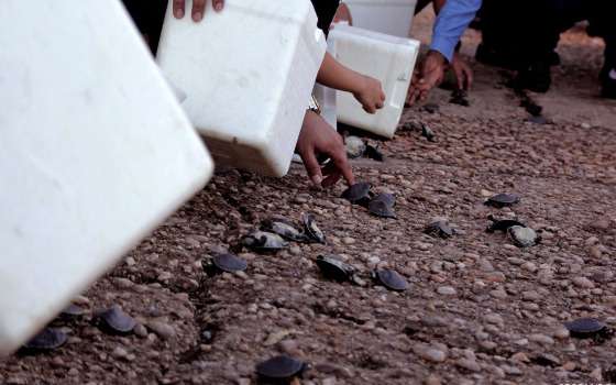 soltura tartarugas no rio araguaia projeto
