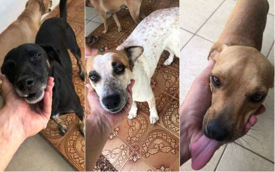 cachorros para adoção