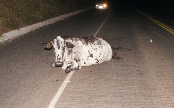 vaca na estrada
