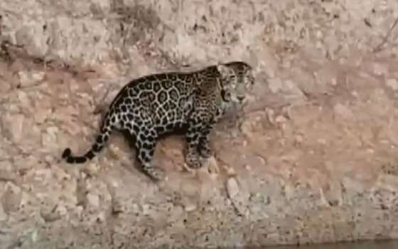 onça pintada rio araguaia go