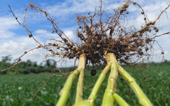 problemas gerados pelos fitonematoides