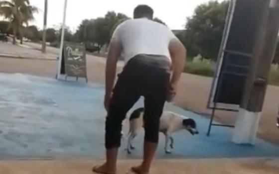 vereador amarra bomba em pata de cachorro