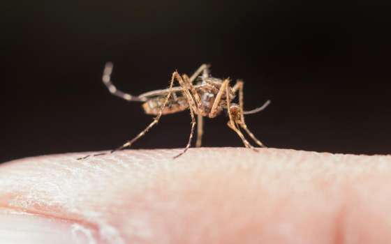 Mosquito Malaria