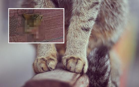 gato cabeça