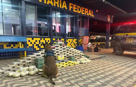 cão farejador