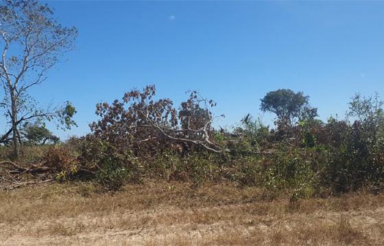 Cocalinho