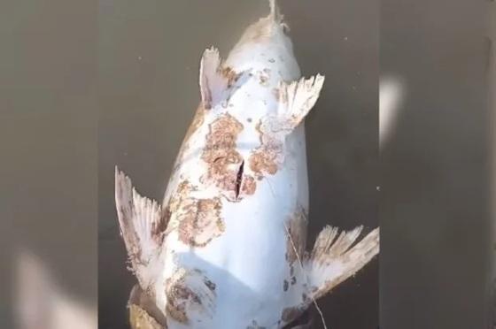PEIXES MORTOS NO ARAGUAIA
