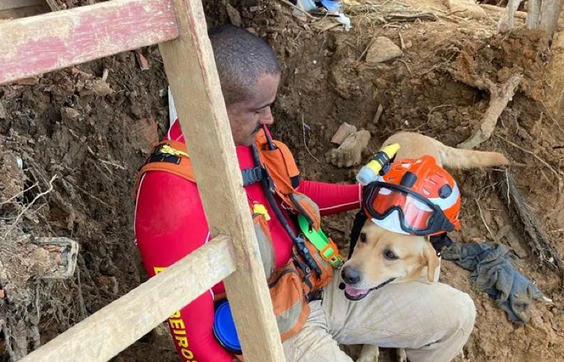 Como cães de busca e resgate encontram sobreviventes