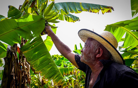 Agricultor, pequeno