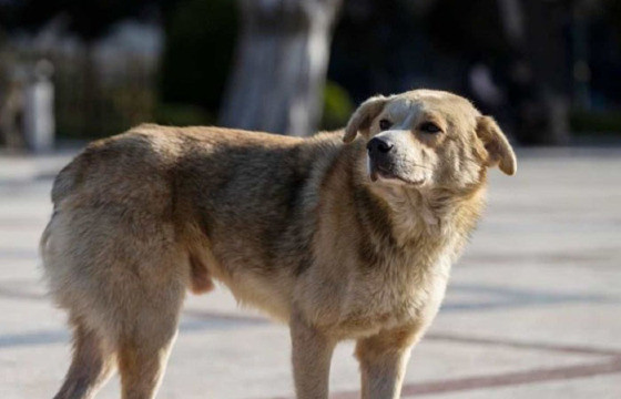 cachorro