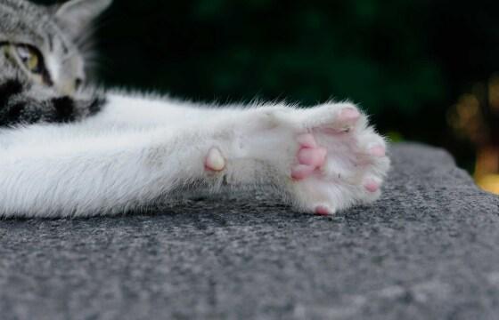 gato