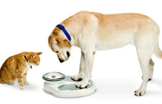 obesidade pets