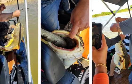 peixe entalado araguaia
