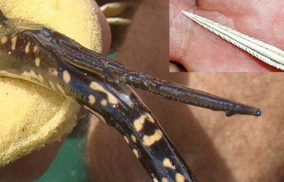 arraia ferrão