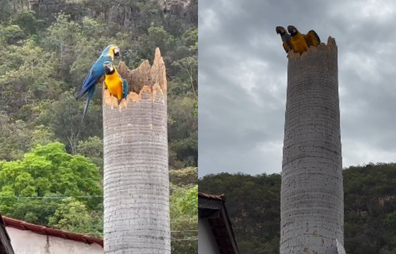 arara canindé