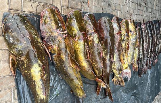 pesca irregular de peixe