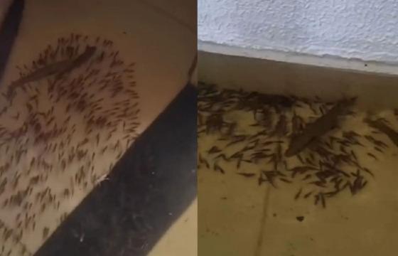 peixes - casa cocalinho