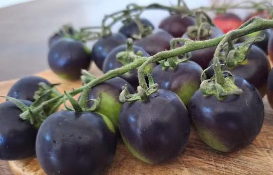 tomate preto no brasil