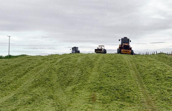 Cilagem, Agronegócio