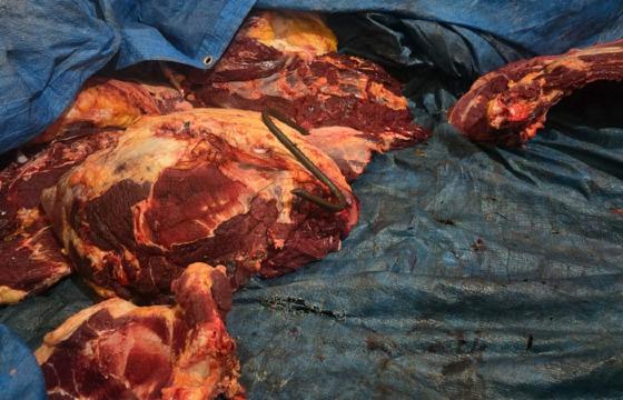 carne irregular aragarças