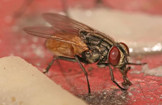 MOSCA DOMÉSTICA