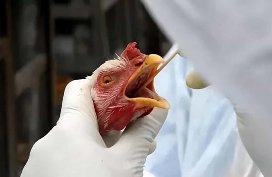 Gripe aviária, Brasil