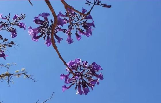Ipê roxo florido