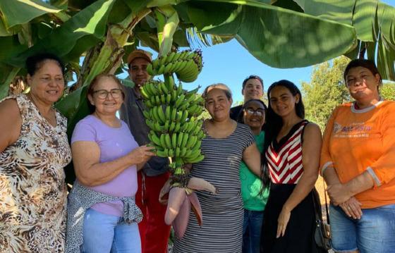 produção banana - alto boa vista