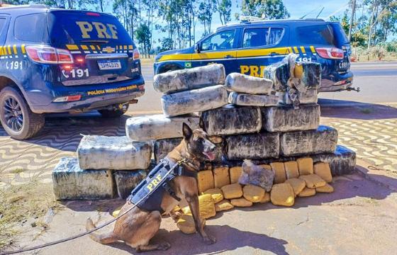 prf cão farejador