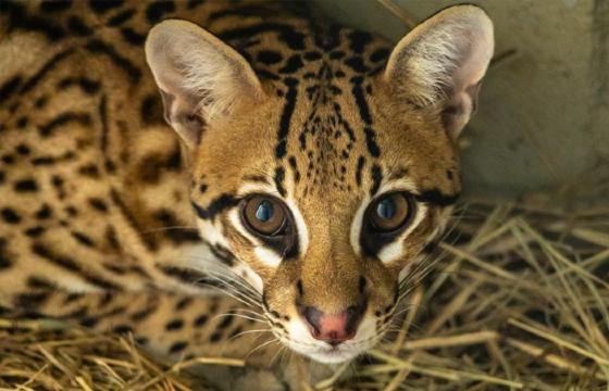 Jaguatirica de MT