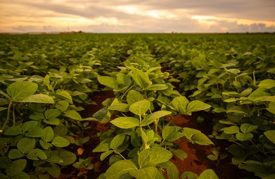 Soja, Vazia sanitário, Mato Grosso