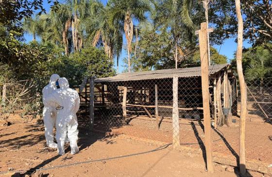 Gripe aviária, Brasil, Campinápolis