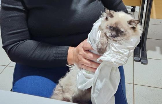 castração clandestina gatos